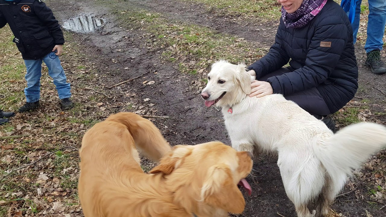 golden retriever playing on farm golden retriever playing on farm