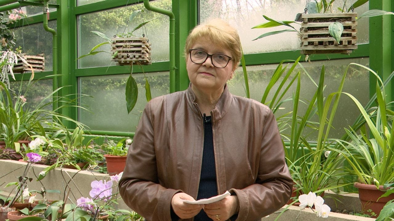 În Grădina Danei: Varza în solar. Fertilizarea cu leonardită la roșii. Cultura de căpșuni la solar