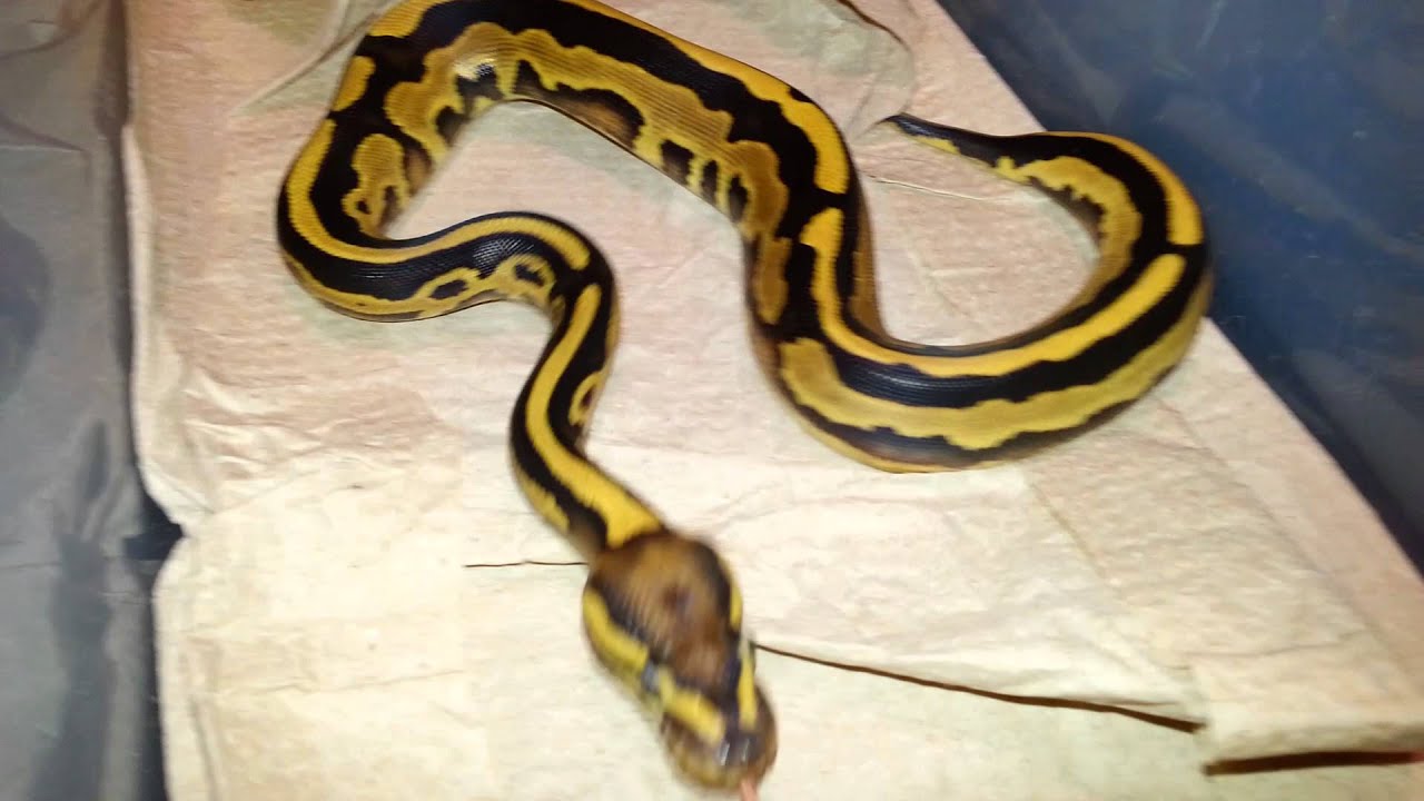 pythons for sale Leopard fire females