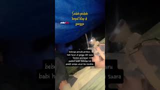 Download Lagu SUARA TERIAKAN WANITA DI TENGAH HUTAN MP3