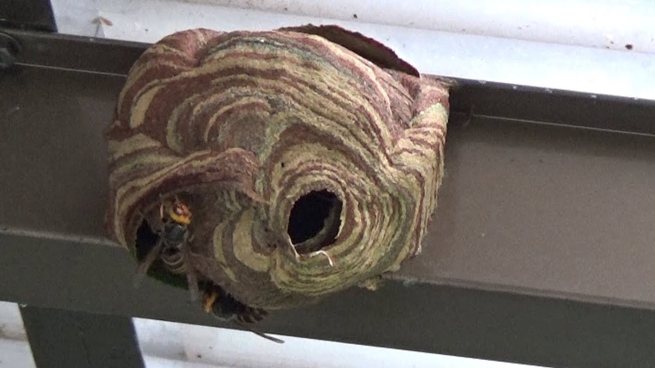 Hornet removal in Koriyama City - A nest of small hornets that