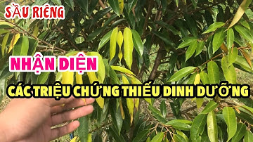 Cách nhận diện các triệu chứng thiếu dinh dưỡng trên cây Sầu Riêng | 0939.051.123