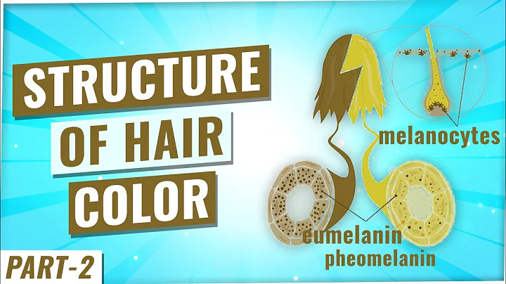 Eumelanin and Blonde Hair: Understanding the Science Behind Hair Color - wide 2