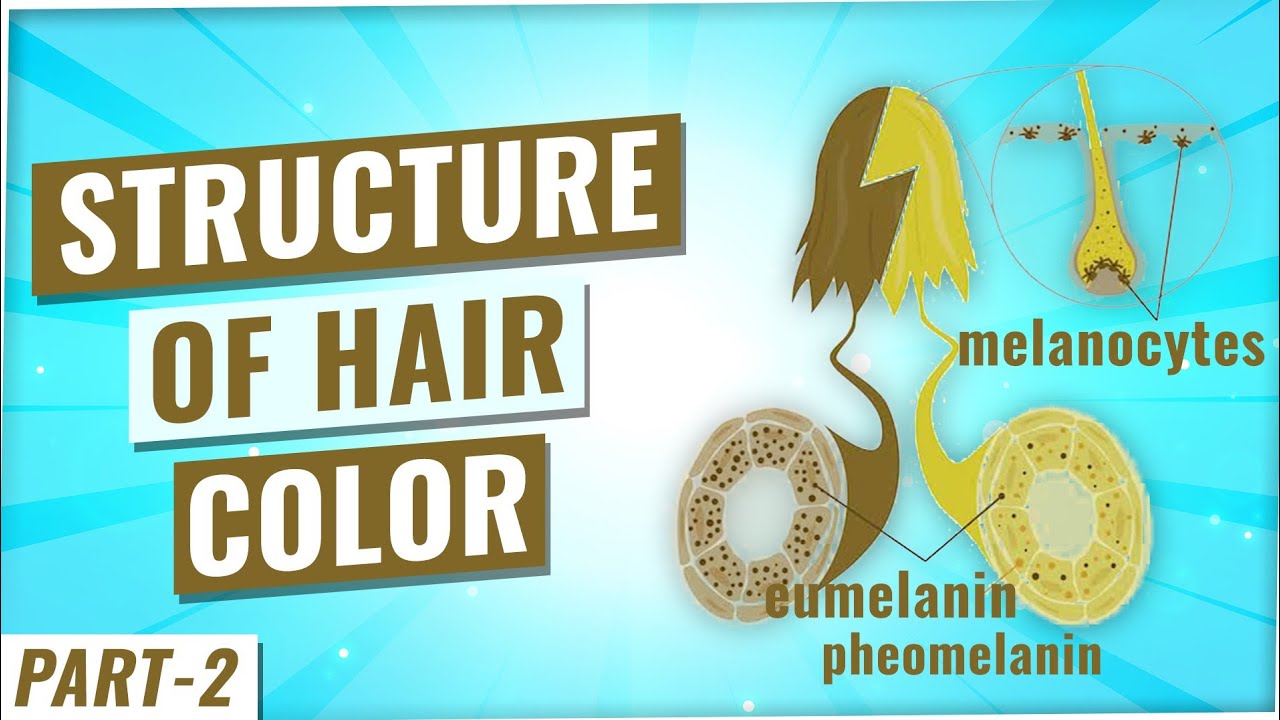 The Role of Eumelanin in Blonde Hair Color - wide 8