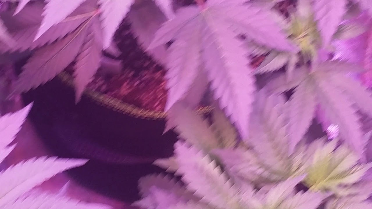 DOLATO,SOUR POWER HOUR,MIKE&LARRY INDOOR GROW