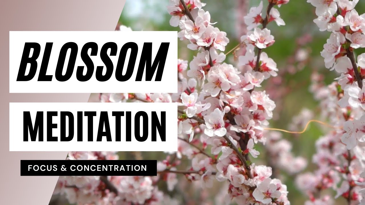 Cherry Blossom Soft Music / Healing Music • Relaxing Music, Sleep Music
