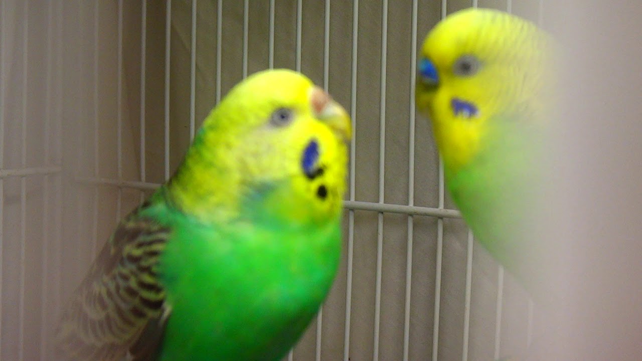 Budgie/Parakeet Breeding Pair(Male Feeding Female)(Волнистых попугаев