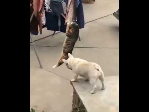 Funniest Cat Videos of All Time | Funny cat Video