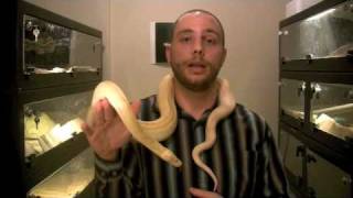 Famous S373 - 'Python Ban' - What can I do? Wealth