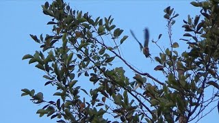 Teknik Menukik Tajam Dari Burung Betet Jantan