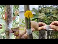 Easy grafting, really good seedlings part 38