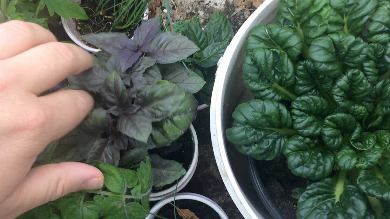 Early Spring (Indoor) Garden Update - YouTube