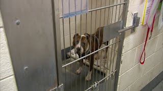 New year, new laws affecting you and your pet