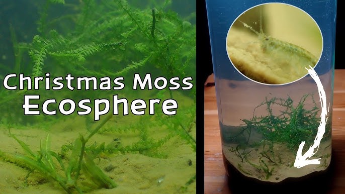 Moss, Florida Moss (Cladophora Hauptus) SHRIMP FOOD ! Make a Moss