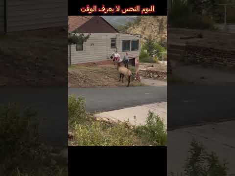 غزال ضخم يقتحم الحي ويهاجم امرأة 
