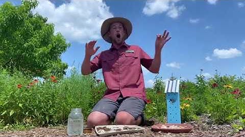 Pollinators: Seed Bombs!