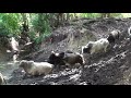 VACAS 🐮 Arreo de Ganado - Vacas Cruzando Río | RysolTV