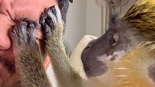 ASMR Monkey Grooming Oddly Satisfying Anxiety Relief Relaxing