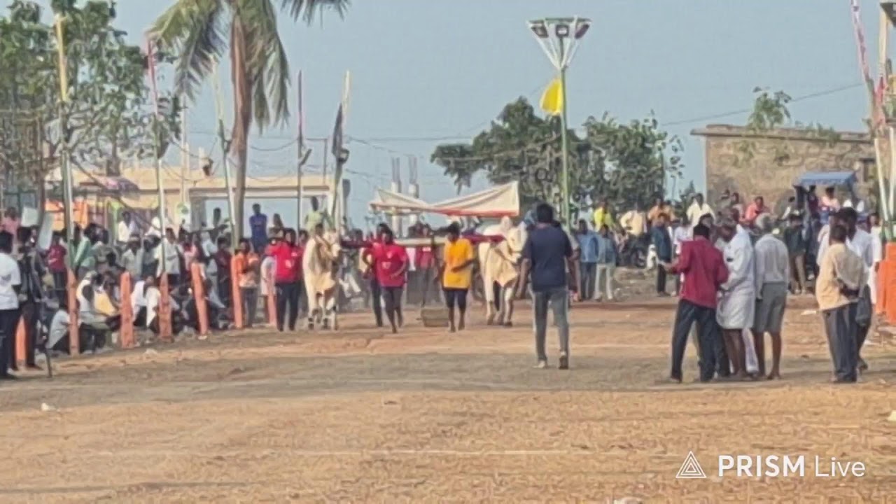 5va Jatha 2 పళ్ళు అన్నంబొట్లవారిపాలెం 🐂🔥