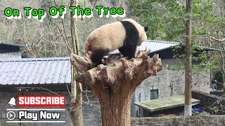 Panda Shows You How To Climb A Tree | iPanda