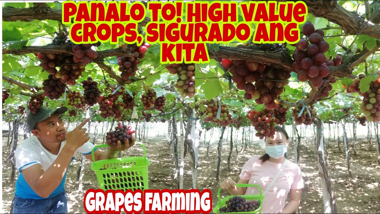 Magkano ang Kitaan sa Grapes Farming? High Value Crops, High Income