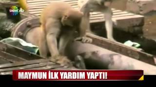 Maymun Ilk Yardım Yaptı