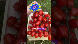 Коктейльный томат РЕДЕТТО F1 #томаты #помидоры #семена #семенаовощей @SadyRossii