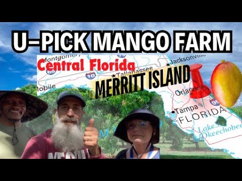 U-Pick Mangoes Mango Farm in Central Florida on Merritt Island