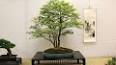 The Fascinating World of Bonsai ile ilgili video