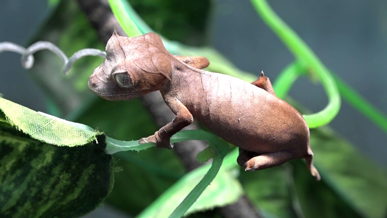 U. phantasticus, U. ebenaui and U. finiavana keeping and breeding at BION Terrarium Center