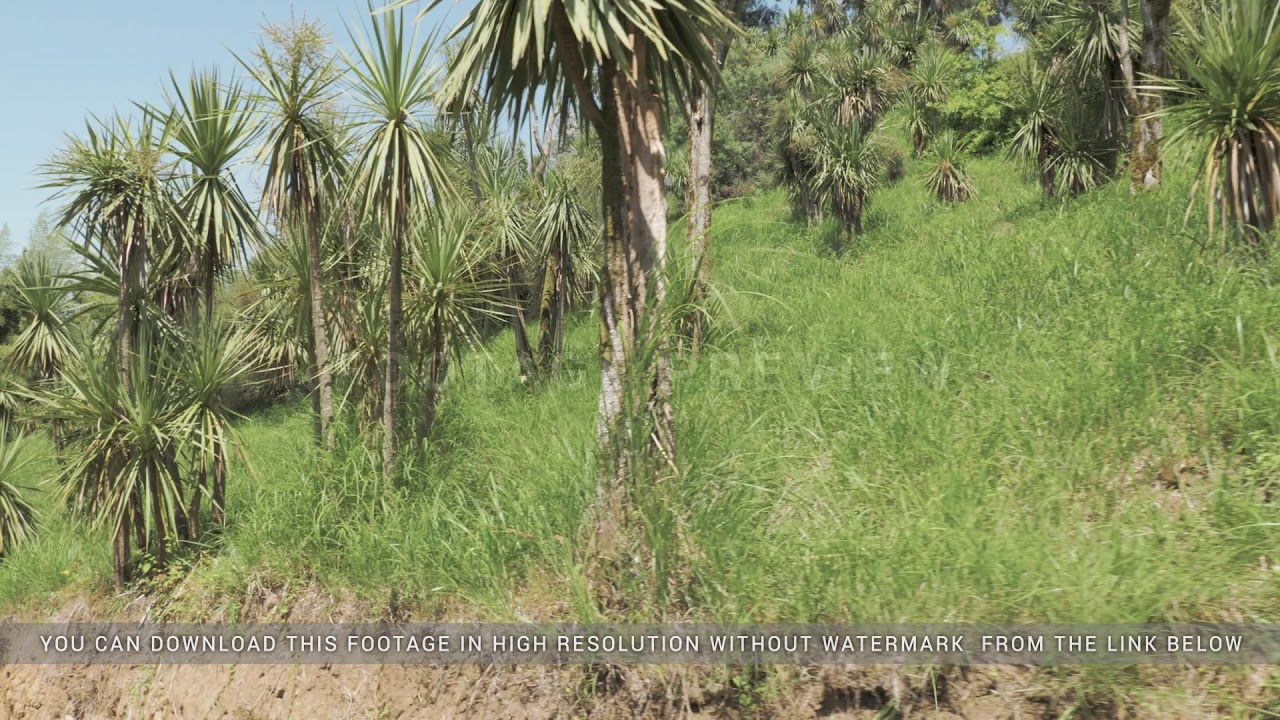 Flying in the tropical rainforest. Georgia