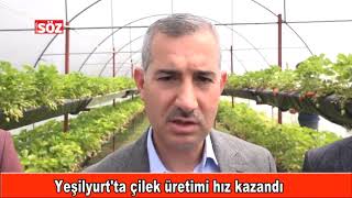 Yeşilyurtta Sereda Çilek Yetiştiriciliği
