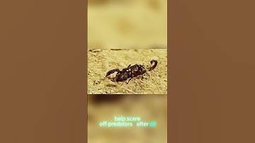 The Scorpion That Glows in the Dark 🌌🦂