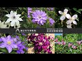 早咲きから遅咲きまで、クレマチス園のおすすめの花を一挙公開！