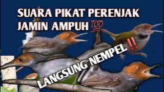 Suara Pikat Burung Perenjak Ribut Di Jamin Ampuh Langsung Nempel @Belusukan