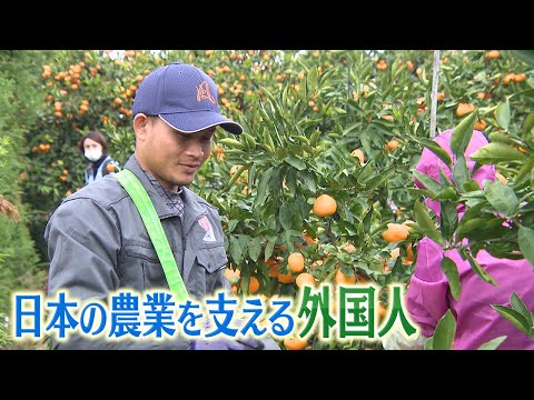 ミカンもピンチ!?コロナ禍で人材不足が深刻に･･･外国人が支える日本の農業