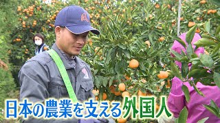 ミカンもピンチ!?コロナ禍で人材不足が深刻に･･･外国人が支える日本の農業