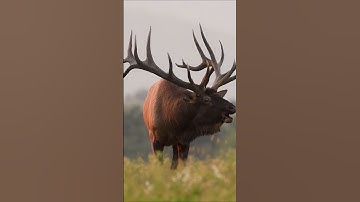 Thumbnail of Huge Bull Elk Bugling During The Rut