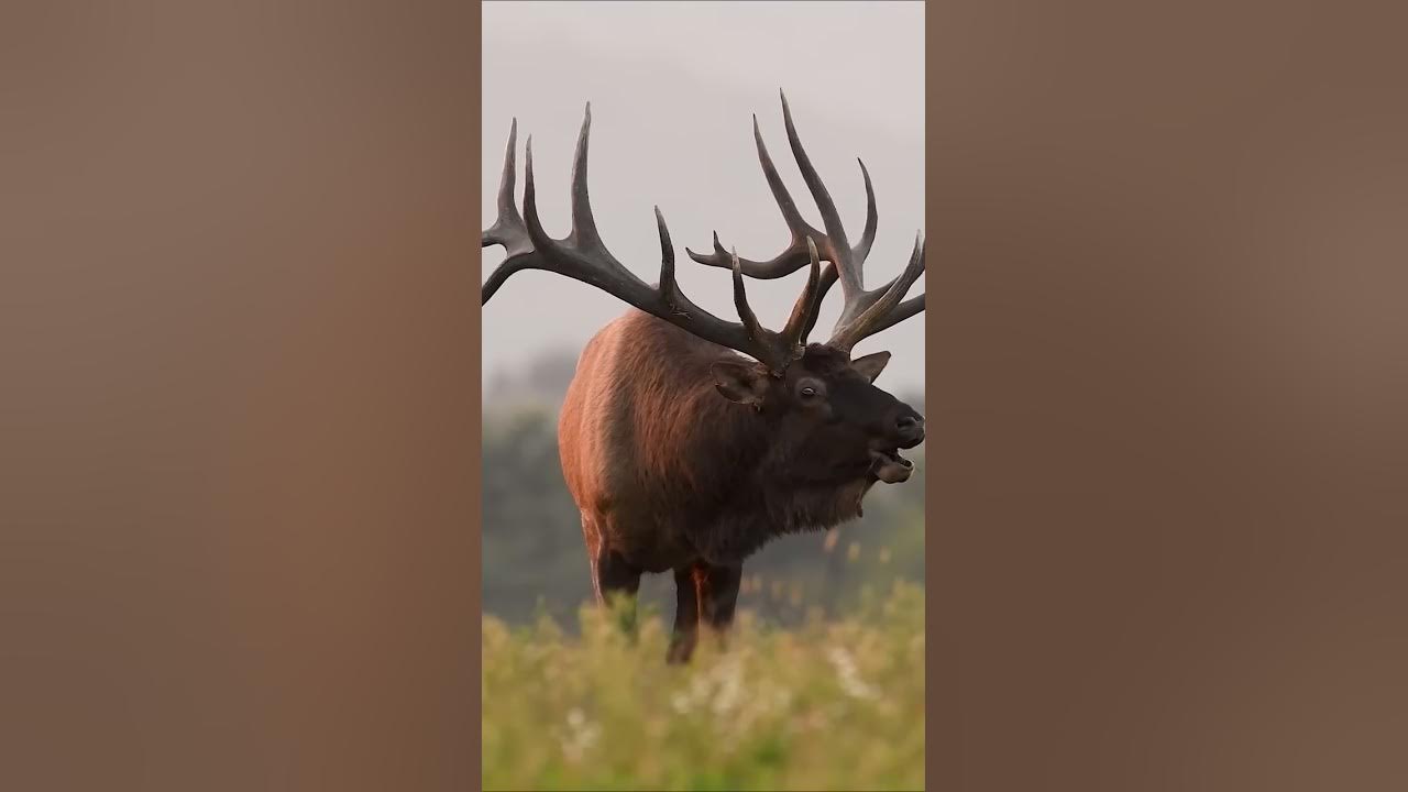 Huge Bull Elk Bugling During The Rut
