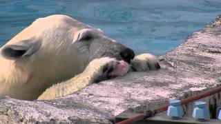 今日のカラス対策と非常食(ホッキョクグマ)~Polar Bear cub jumps toward a crow