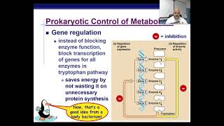 AP Biology Chapter 9: Operon Model