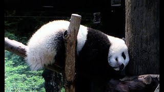 双子パンダ、もうすぐ１歳　上野動物園で祝う会―東京