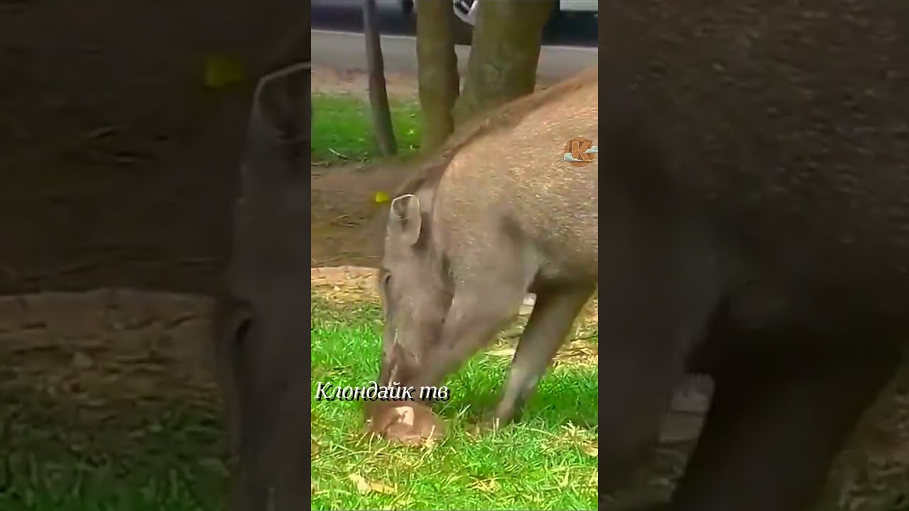 Кабан поймал и съел обезьяну