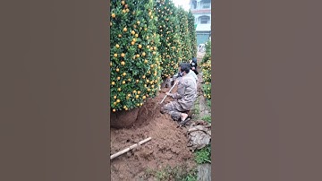 Quất Cảnh Văn Giang Nhộn Nhịp Tết 2022