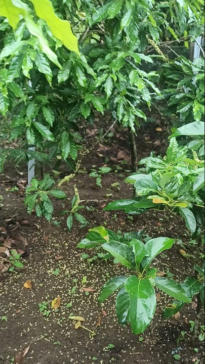 sawo abiu berbunga sangat lebat