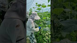 AgricultureTrafficSupportPlan#CucumberPlanting#PopularityIncentivePlan @KuaishouAgriculture