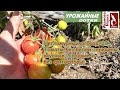 Негламурный огород 10. Вкусные сладкие томаты без фитофторы практически бесплатно и без затрат!