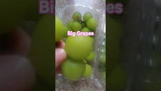 Sweet Large Size Grapes