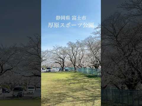 富士市のお花見にオススメな公園Part1