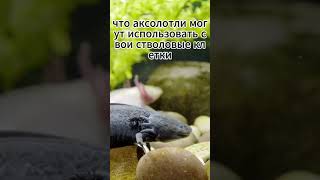 А вы знали что аксолотли есть самые удивительные амфибии